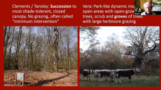Webinar: The Wisdom of the Ancients - learning from ancient forests & trees смотреть онлайн