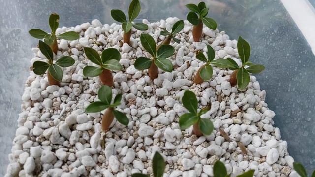 Адениумы Цветение июля 2022 ДОЖДАЛАСЬ ? #адениум #adenium