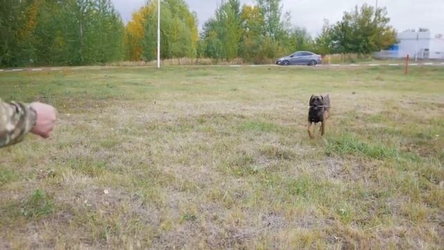 Вот на Что Способны Самые Сильные Собаки в Мире смотреть онлайн