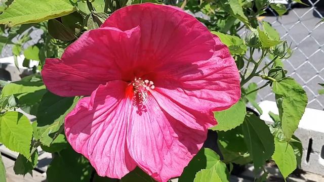 Hibiscus : flower смотреть онлайн