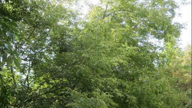 1 -- Весна -- автор -- Марта Славутич.wmv смотреть онлайн