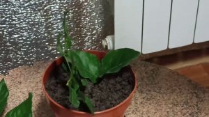 Жасмин Самбак Выращивание растений дома. Наглядное видео