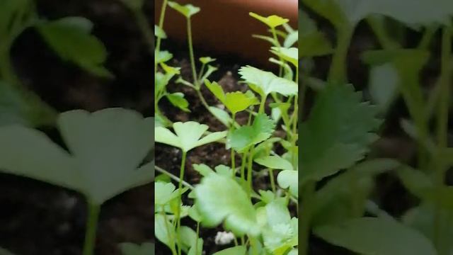 зелень на окошке через месяц смотреть онлайн