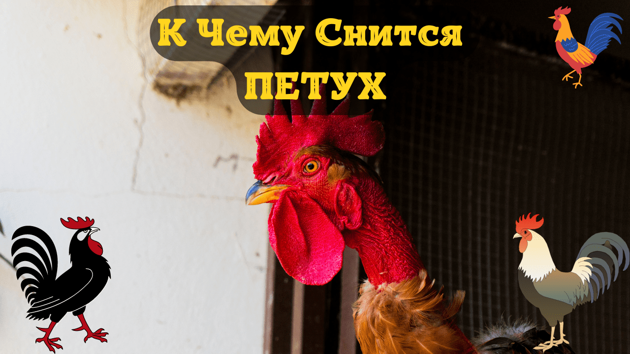 К Чему Снится ПЕТУХ Во Сне | Толкование снов | Сонник Sk1.online