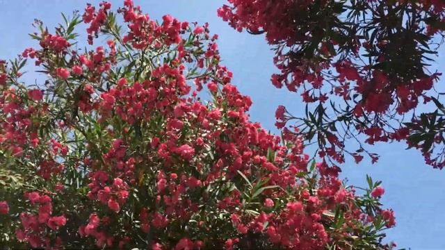 Олеандр-красиво, но очень опасно!!!??????