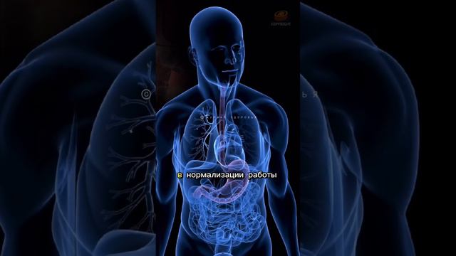 Польза Оливкового Масла натощак