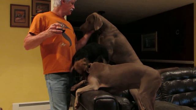 Reggie & his weimaraners 8/22/2013 смотреть онлайн