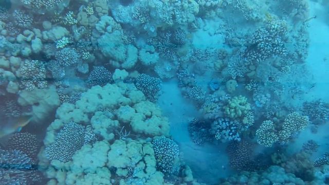 Подводная съёмка. Красное море смотреть онлайн