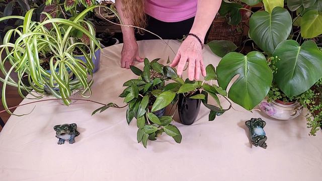 Why Not To Use Softened Water on Houseplants (Part 2) смотреть онлайн