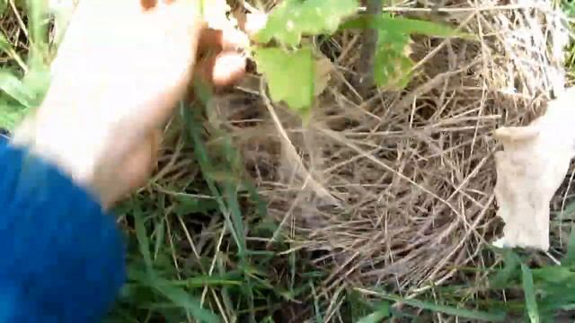 Сьездил в яр, завез понцирус. смотреть онлайн