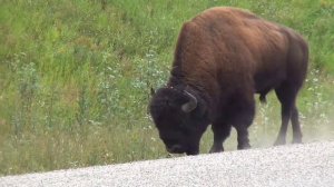 Мир диких животных под хорошую музыку.