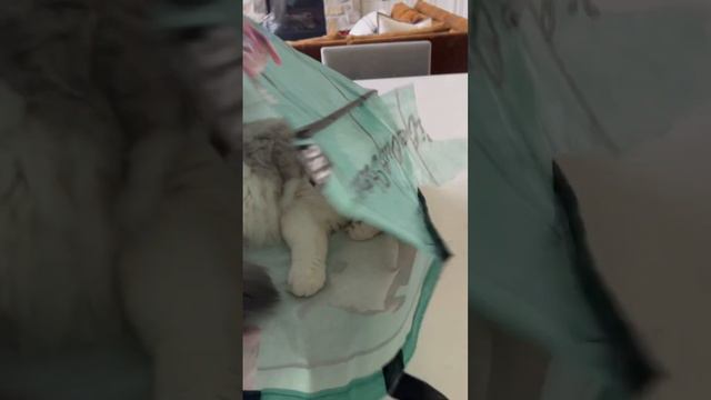 What's Happening Inside This Bag? Cuteness Overload With A Ragdoll Cat!