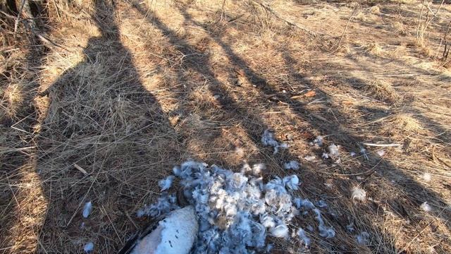 ОХОТА НА ГУСЯ, СЕКРЕТ В ПРАВИЛЬНОЙ ЗАСИДКЕ. смотреть онлайн