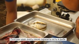 Разделка рыбы на поиск паразитов