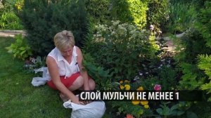 ОБЯЗАТЕЛЬНО СДЕЛАЙТЕ ЭТО С МЕТЕЛЬЧАТОЙ ГОРТЕНЗИЕЙ ОСЕНЬЮ!!! / Садовый гид