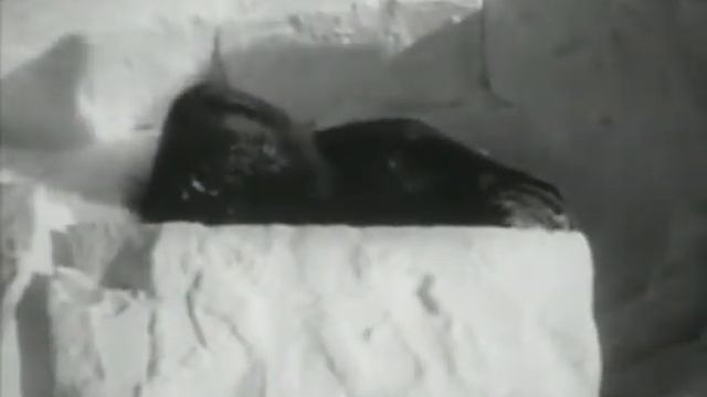 Нанук с севера. 1920 год.