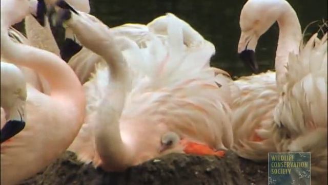Methods of Animal Behavior Research DVD - Sample 1 смотреть онлайн