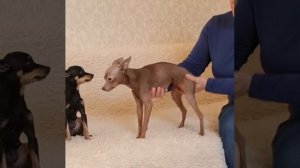 Отличия пород Русский Той и Пражский Крысарик.