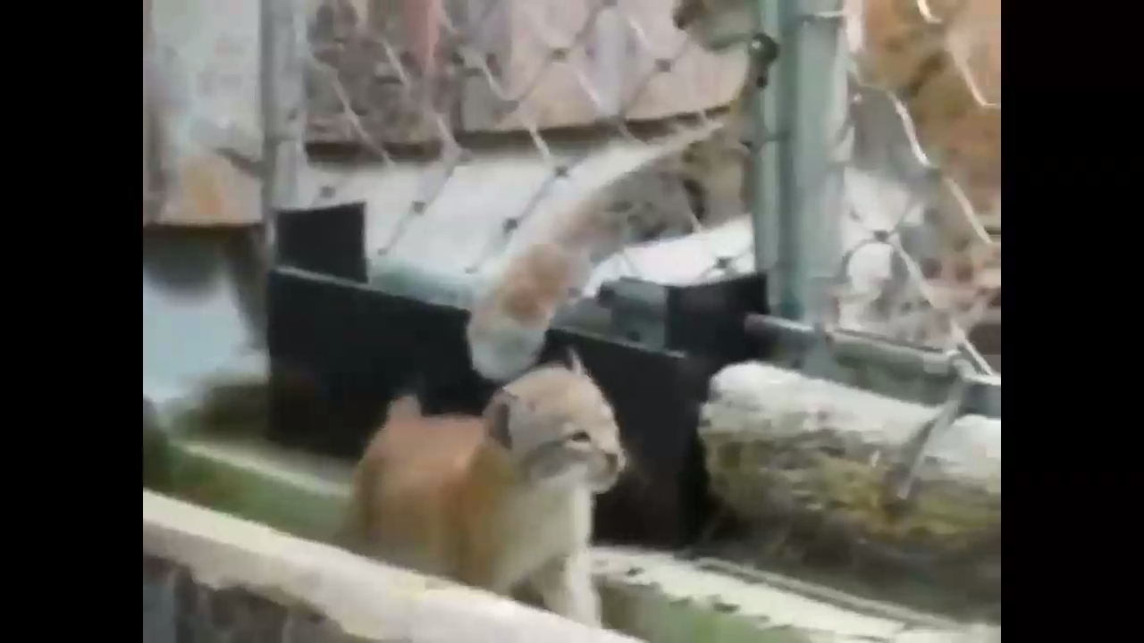 Рысёнок сбежал от мамы через дырки в решётке смотреть онлайн