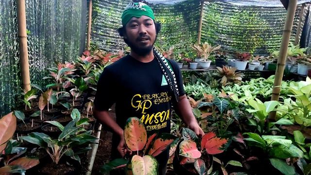 OBRAL AGLONEMA TERMURAH DI KEBUN SENDIRI смотреть онлайн