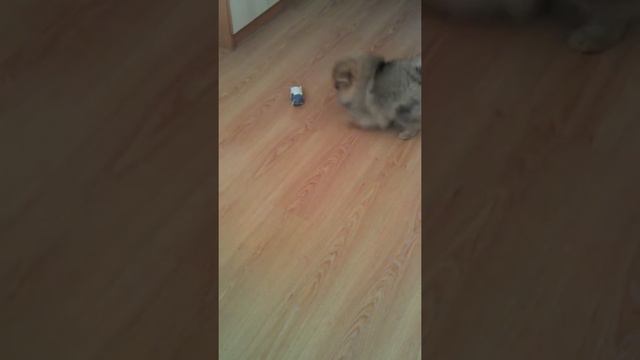 Шпиц и хомяк смотреть онлайн