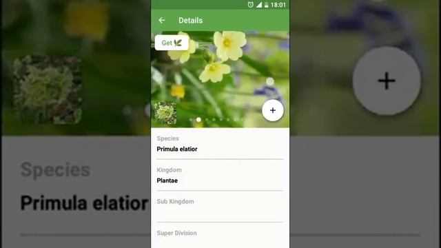 PlantSnap identifies an Oxlip (Primula elatior) смотреть онлайн