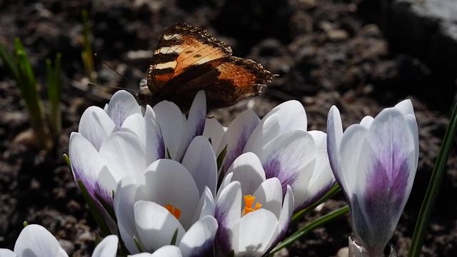 Весна апрель Nature of Russia смотреть онлайн
