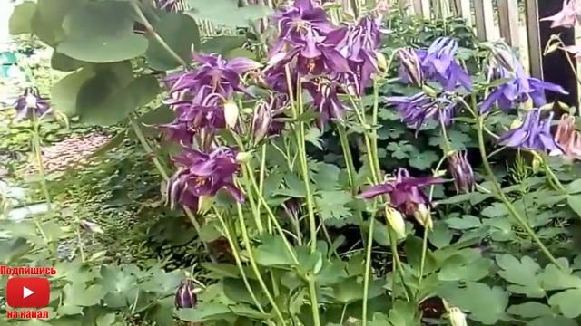 Аквилегия красивейший цветок Aquilegia должен быть у всех водосбор!! смотреть онлайн