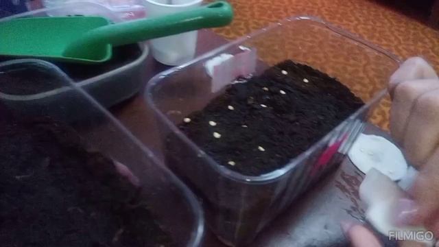 Посев горького перца на рассаду. смотреть онлайн