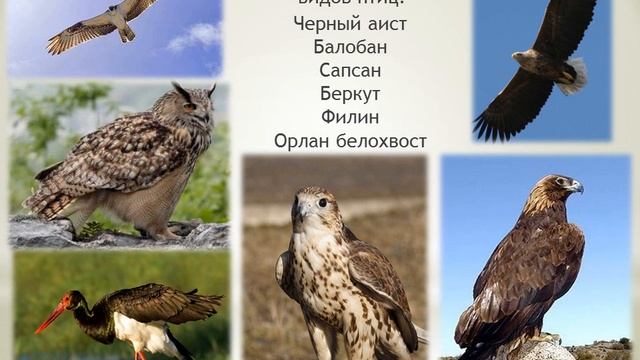 Видеоролик "Заповедники Казахстана" I 22 апреля - международный день земли смотреть онлайн