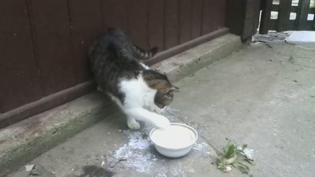 Кошка ест молоко лапой смотреть онлайн
