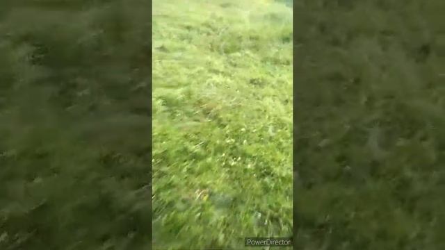 Щенок Западно сибирской лайки 3 месяца смотреть онлайн