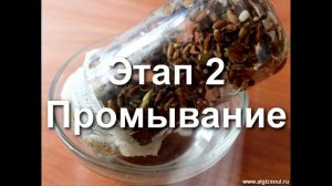 Проращивание семян расторопши