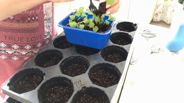 Пикировка баклажанов Можно ли заглублять баклажаны при пикировке смотреть онлайн