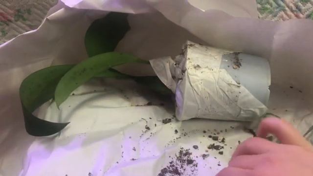 Посылка с новыми орхидеями!/ масдевалия, максилярия и россиоглоссум) смотреть онлайн