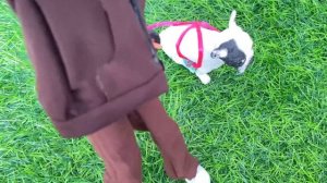 ВЛОГ: шоппинг,?гости, ??прогулка с Кирой?