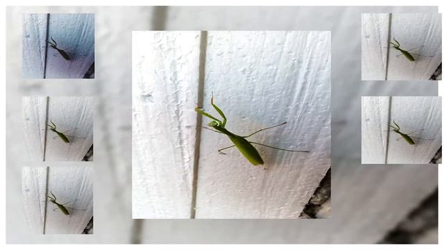 Богомол пришёл проверить мою халтурку смотреть онлайн