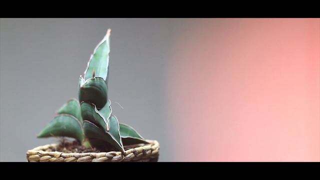 Sansevieria "Samurai Dwarf" Snake Plant смотреть онлайн