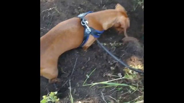 Happy Crazy Hours, Dachshund dogs having Funny time instagram videos compilation ,sausage dog video смотреть онлайн