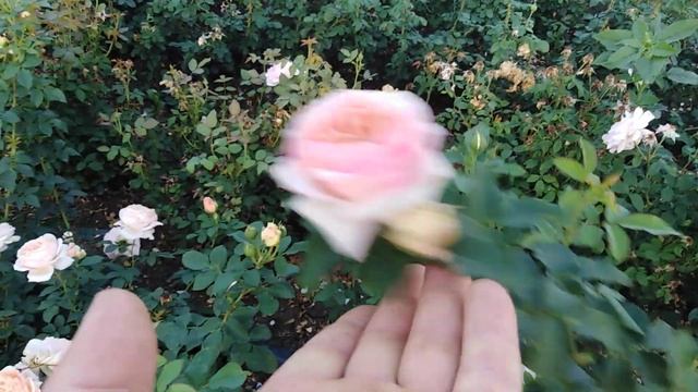 Роза Шарль де Нерво (Charles de Nervaux), шраб на rozapochtoi.ru смотреть онлайн