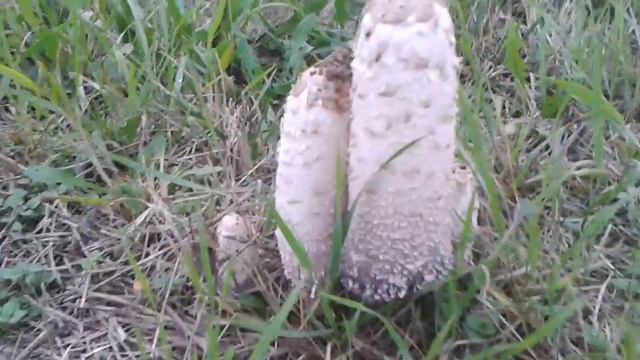 Coprinus comatus u Nisu смотреть онлайн