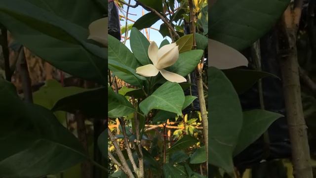 มณฑาเพชร#01 Magnolia ‘Siam diamond’ смотреть онлайн