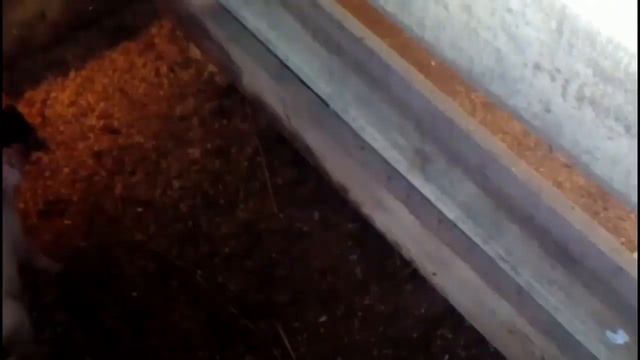 ? поросята смотреть онлайн