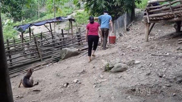 Grow Pineapples in Garden and visit my brother Robert green forest life farm, Amy village life.