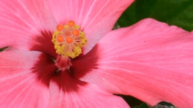 Hibiscus rosa sinensis смотреть онлайн