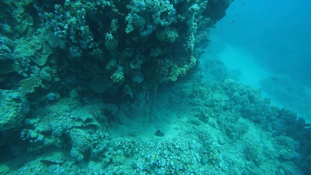 Egypt 2017, Coral Sun Beach Safaga Reef