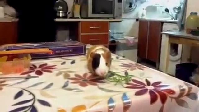 Морская свинка Марвин смотреть онлайн