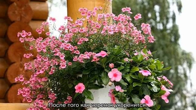 Диасция — многолетнее ампельное растение смотреть онлайн