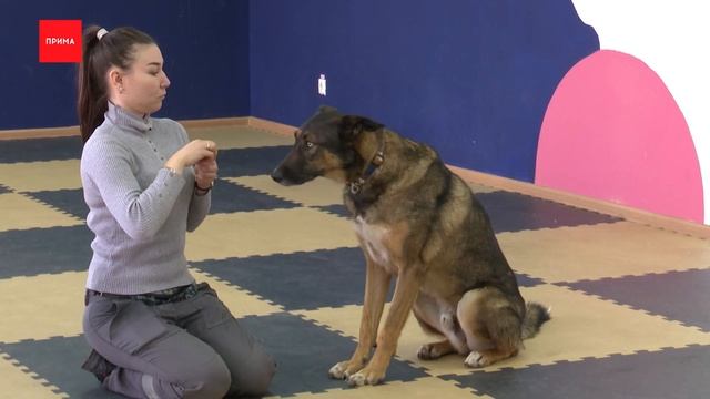 «ПовоДОГ» - Район смотреть онлайн