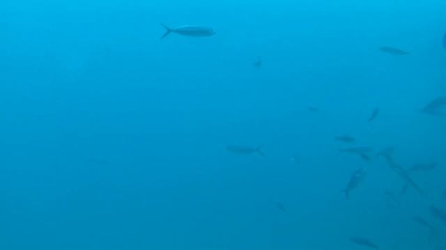 Кормление рыб , вид с подводной лодки глубина 22 метра смотреть онлайн